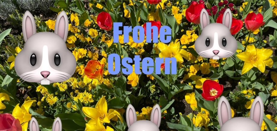 Tulpen- und Osterglockenbeet mit Häschengesichtern und Schriftzug Frohe Ostern